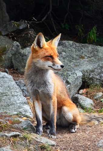 Fox