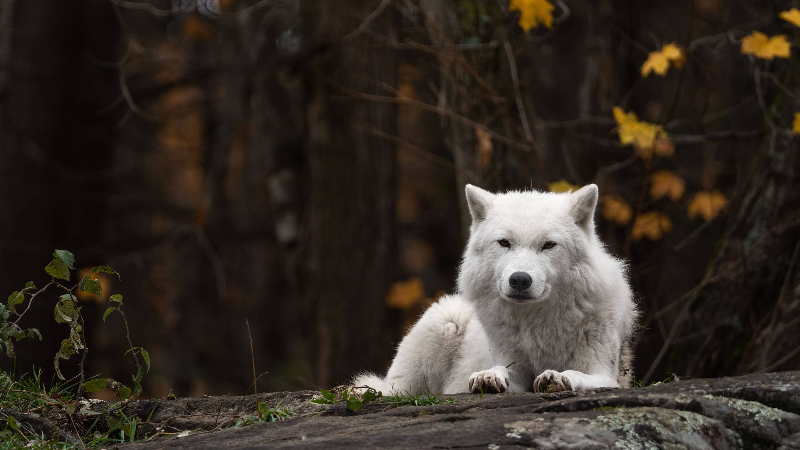 Lobo